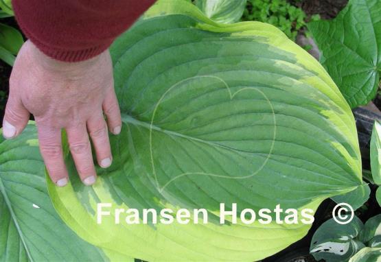 Hosta Dino